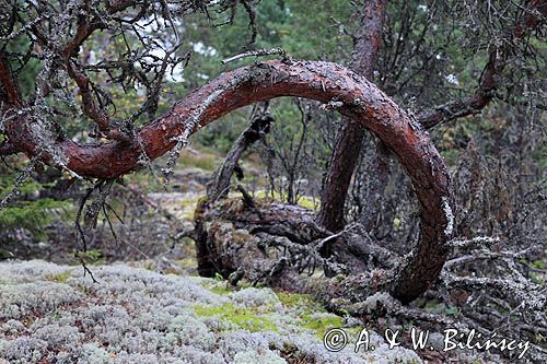 las koło Angskarsklubb, Szwecja, Zatoka Botnicka