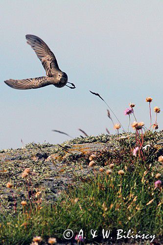 Świergotek skalny, Anthus petrosus littoralis, Anthus spinoletta petrosus