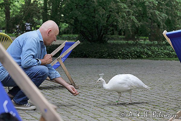 Warszawa, Łazienki Królewskie, Arkadiusz Szaraniec i biały paw, Pavo cristatus