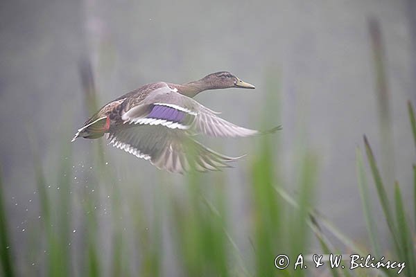 Kaczka krzyżówka, Anas platyrynchos, w locie