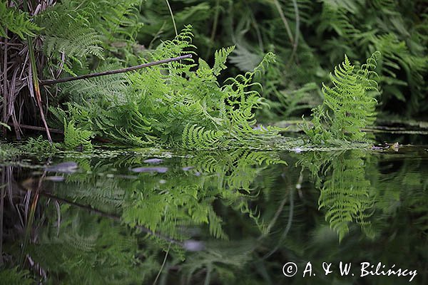 Roślinność nad rzeką Babant, Mazury, paprocie