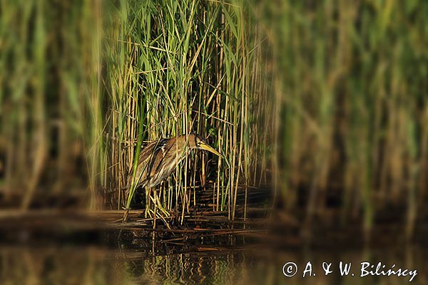 Bączek, Ixobrychus minutus, samica