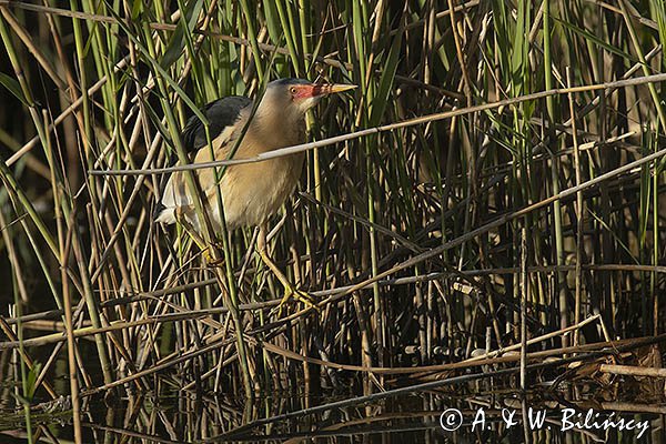 Bączek, Ixobrychus minutus, samiec