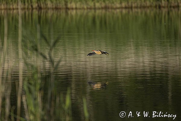 Bączek, Ixobrychus minutus, samiec