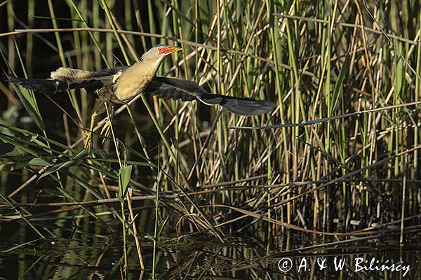 Bączek, Ixobrychus minutus, samiec