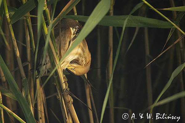 Bączek, Ixobrychus minutus, samiec
