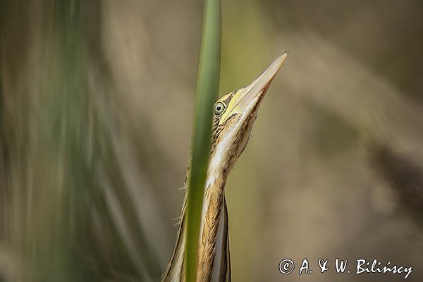Bączek, Ixobrychus minutus, młodociany