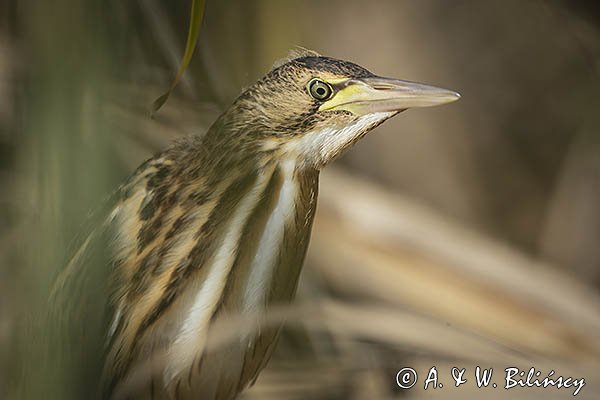 Bączek, Ixobrychus minutus, młodociany