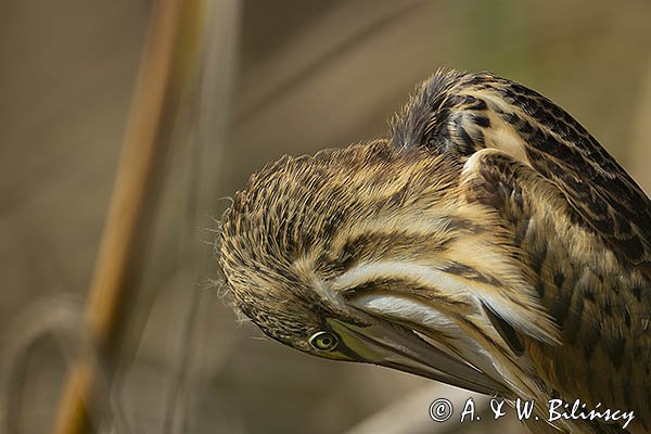 Bączek, Ixobrychus minutus, młodociany