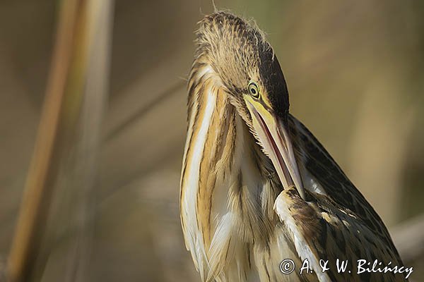 Bączek, Ixobrychus minutus, młodociany