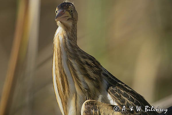 Bączek, Ixobrychus minutus, młodociany