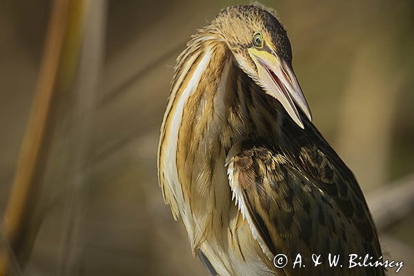 Bączek, Ixobrychus minutus, młodociany