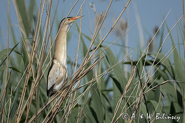 Bączek, Ixobrychus minutus, samiec