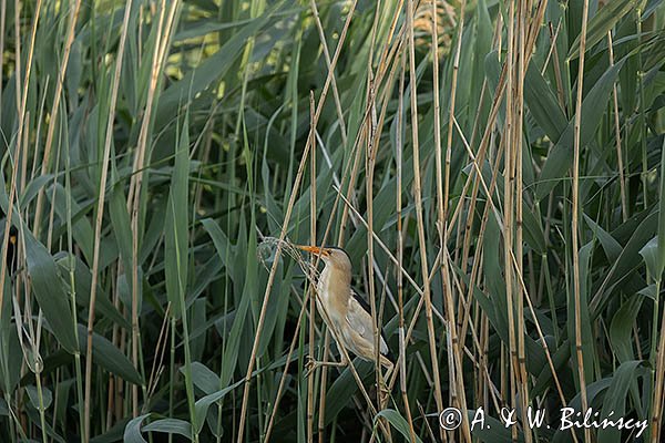 Bączek, Ixobrychus minutus, samiec