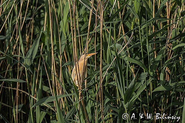 Bączek, Ixobrychus minutus, samiec