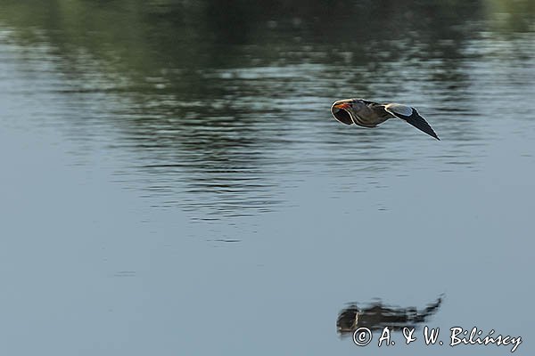 Bączek, Ixobrychus minutus, samiec