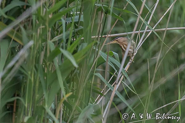 Bączek, Ixobrychus minutus, samica