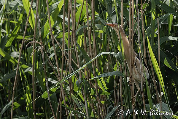 Bączek, Ixobrychus minutus, samiec