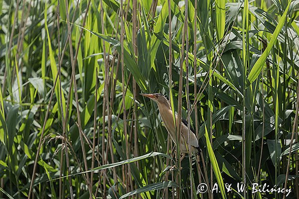 Bączek, Ixobrychus minutus, samiec