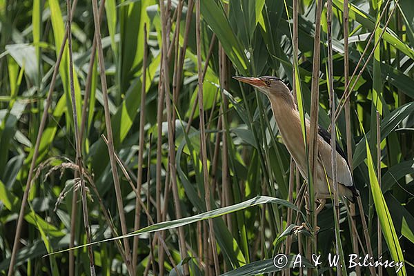 Bączek, Ixobrychus minutus, samiec