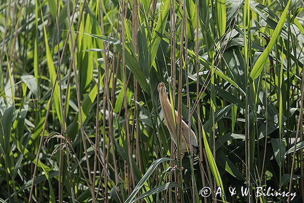 Bączek, Ixobrychus minutus, samiec