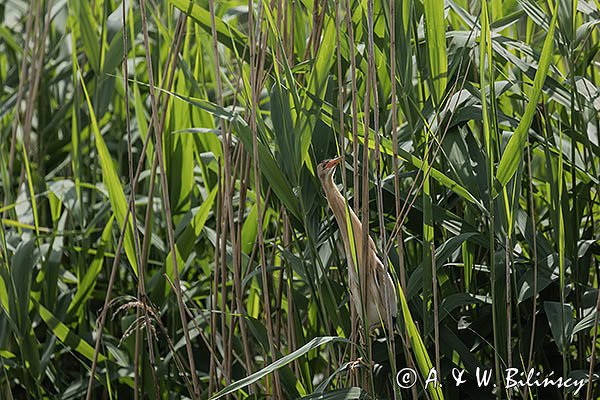 Bączek, Ixobrychus minutus, samiec
