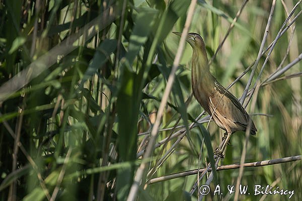 Bączek, Ixobrychus minutus, samica