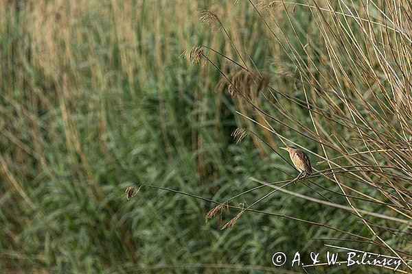 Bączek, Ixobrychus minutus, samica
