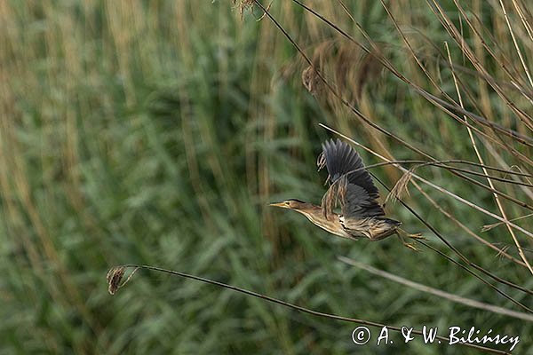 Bączek, Ixobrychus minutus, samica
