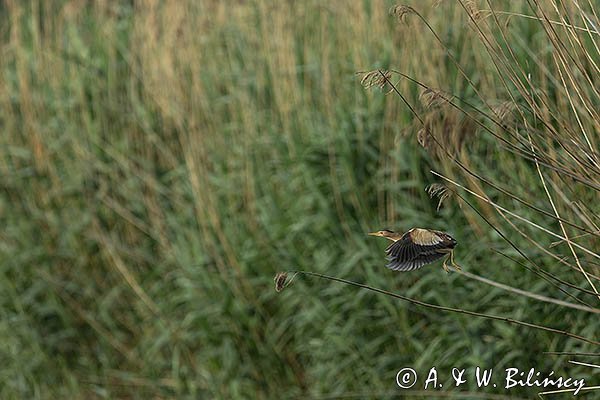 Bączek, Ixobrychus minutus, samica