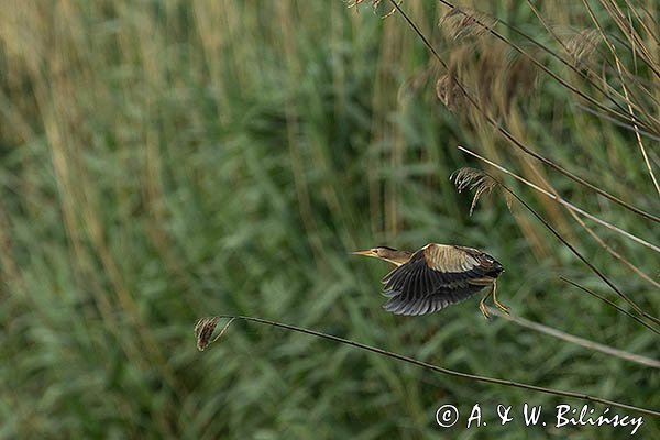 Bączek, Ixobrychus minutus, samica