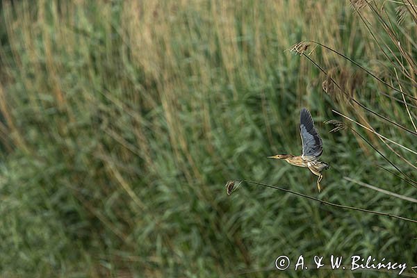 Bączek, Ixobrychus minutus, samica