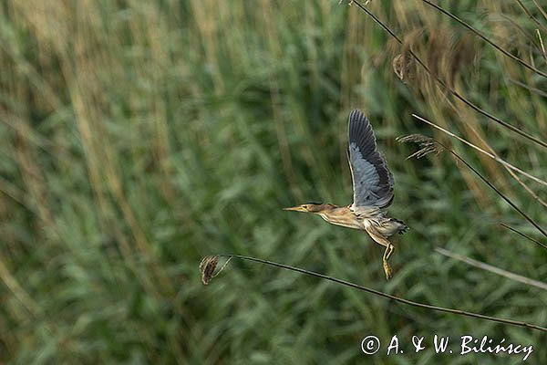 Bączek, Ixobrychus minutus, samica