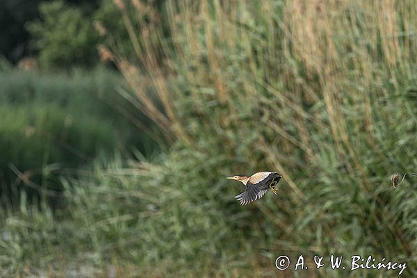 Bączek, Ixobrychus minutus, samica