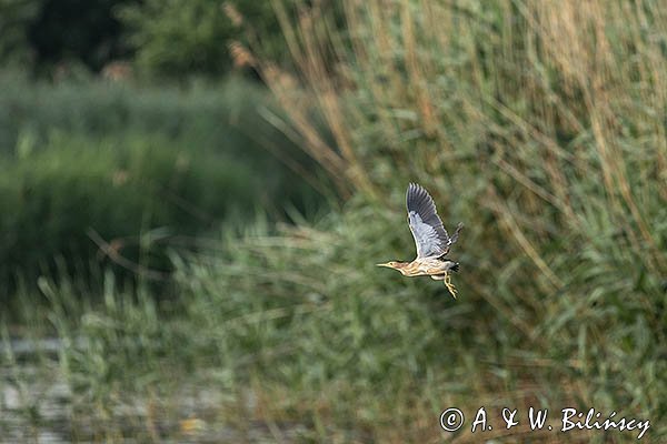 Bączek, Ixobrychus minutus, samica