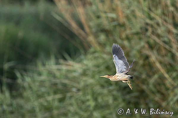Bączek, Ixobrychus minutus, samica