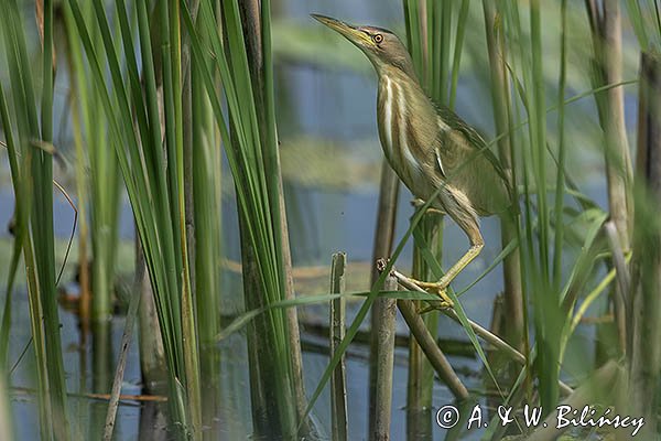 Bączek, Ixobrychus minutus, samica