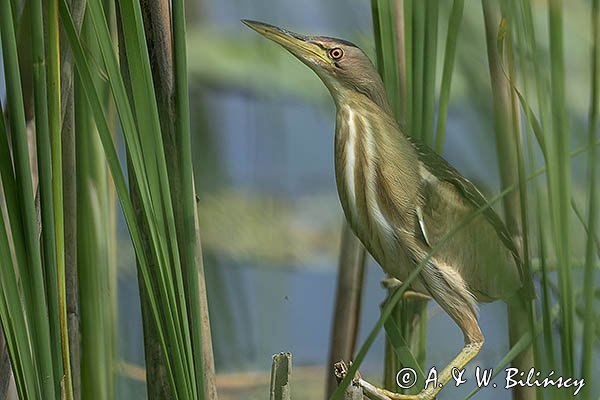 Bączek, Ixobrychus minutus, samica