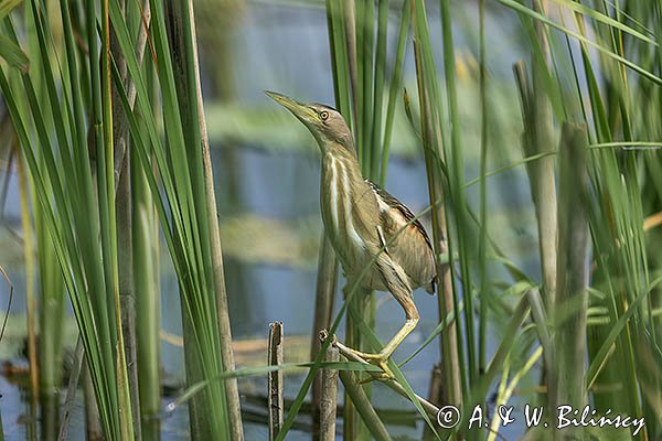 Bączek, Ixobrychus minutus, samica