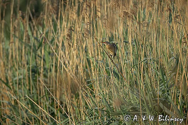 Bączek, Ixobrychus minutus, samiec