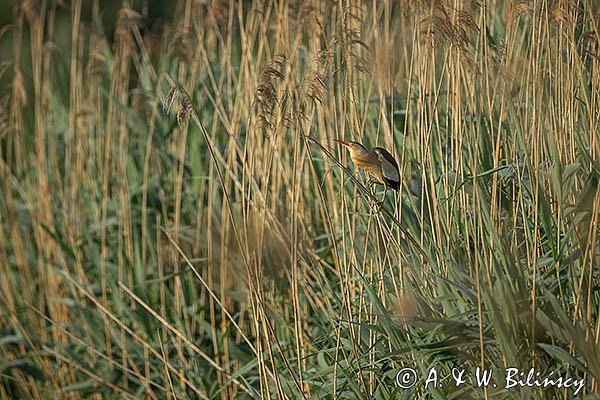 Bączek, Ixobrychus minutus, samiec