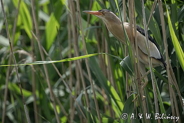 Bączek, Ixobrychus minutus, samiec