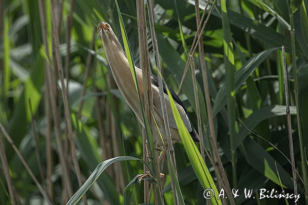 Bączek, Ixobrychus minutus, samiec
