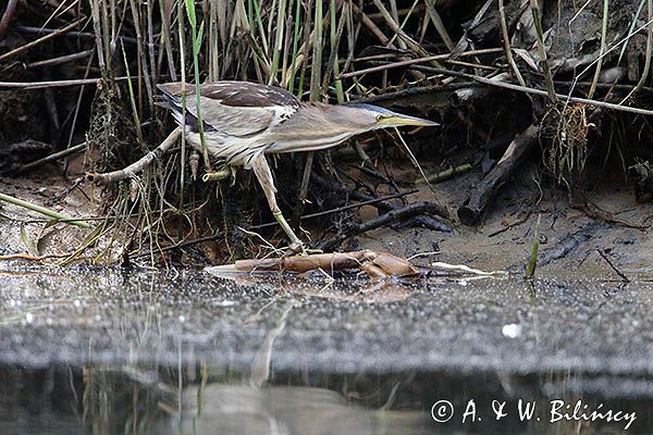 Bączek, Ixobrychus minutus, samica