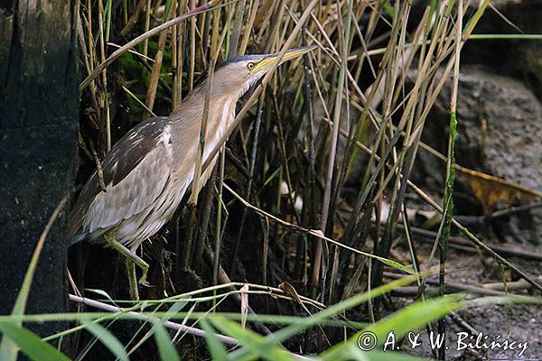 Bączek, Ixobrychus minutus, samica