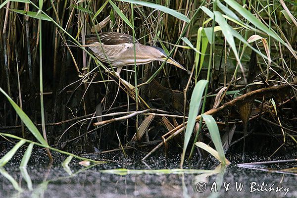 Bączek, Ixobrychus minutus, samica