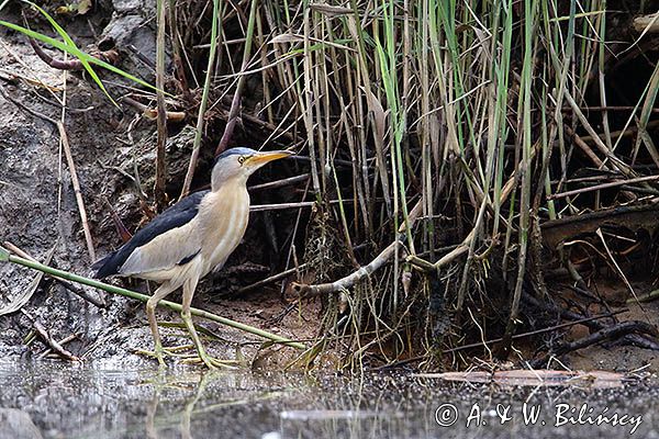 Bączek, Ixobrychus minutus, samiec