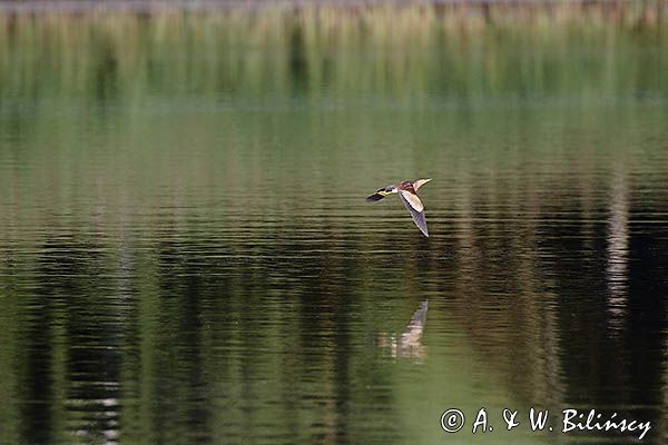 Bączek, Ixobrychus minutus, samica w locie
