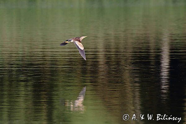 Bączek, Ixobrychus minutus, samica w locie