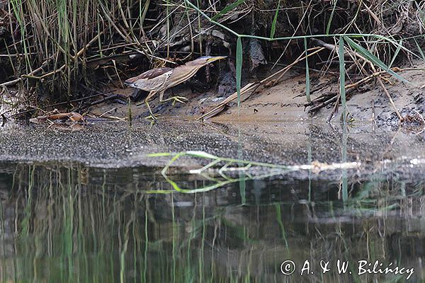 Bączek, Ixobrychus minutus, samica